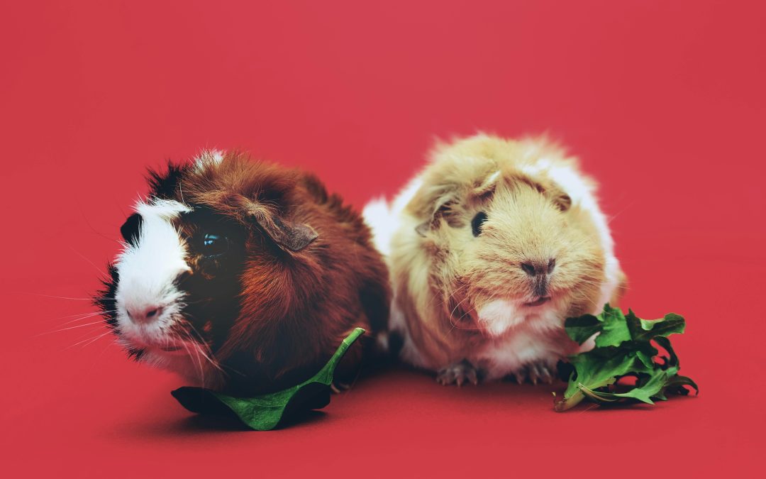 Artículo de prueba 2